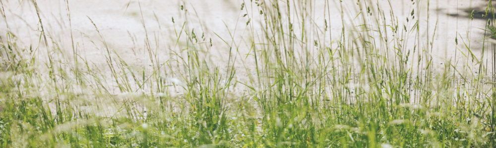 Sommarbild featured (1000 x 300 px)